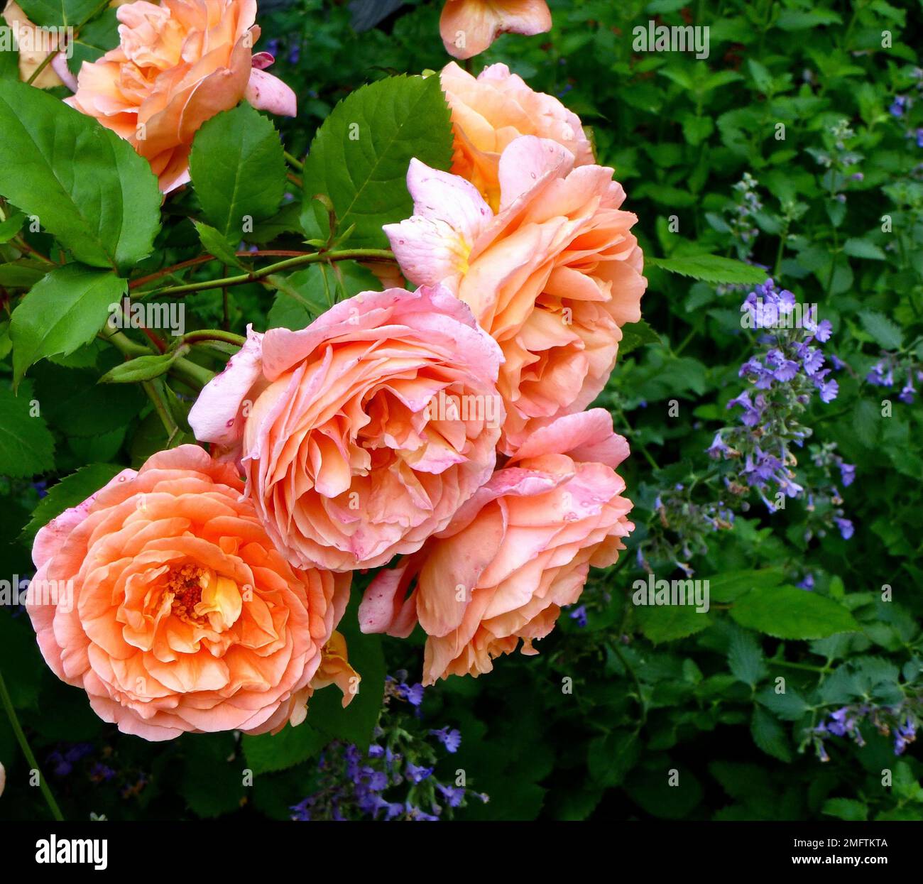 A closeup shot of the delicate "Lady Emma Hamilton" rose with green leaves  Stock Photo - Alamy