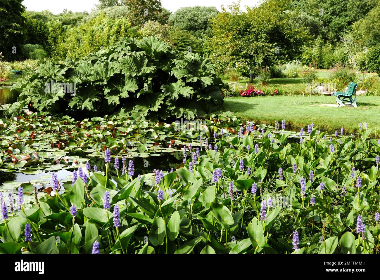 Gunnera Manicata and water hyacinth, Parc Botanique de Cornouaille, Combrit, Pont L Abbe, Finistere; Bretagne; Brittany, France, Europe Stock Photo