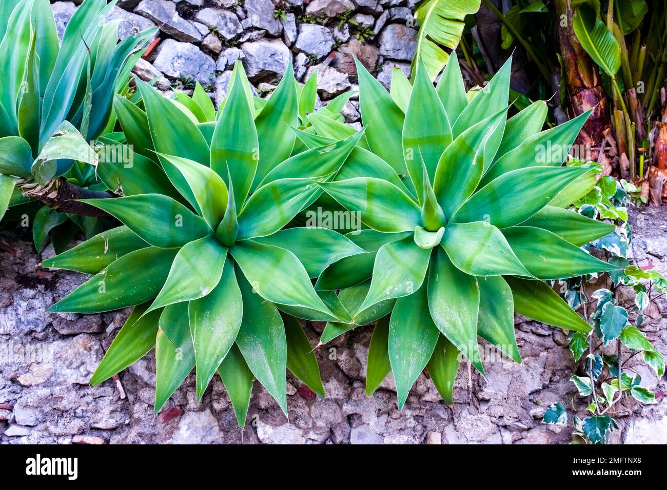 An foxtail or lion's tail agave, Agave attenuata, growing in a garden