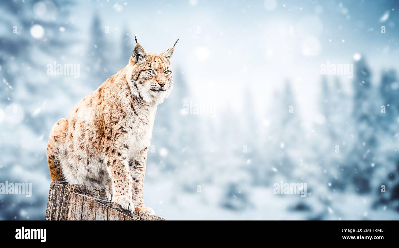 Lynx in the snow, snowy forest in mountain. Wildlife scene from nature. Stock Photo