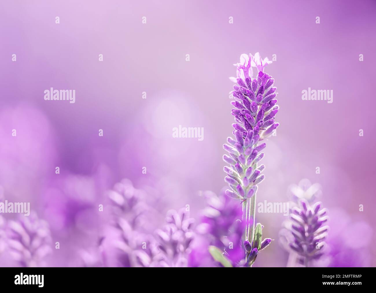Lavender background hi-res stock photography and images - Alamy