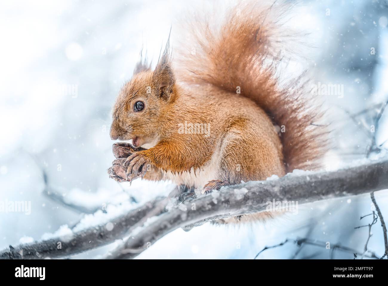 Red squirrel eats nuts in a snowy park. Stock Photo