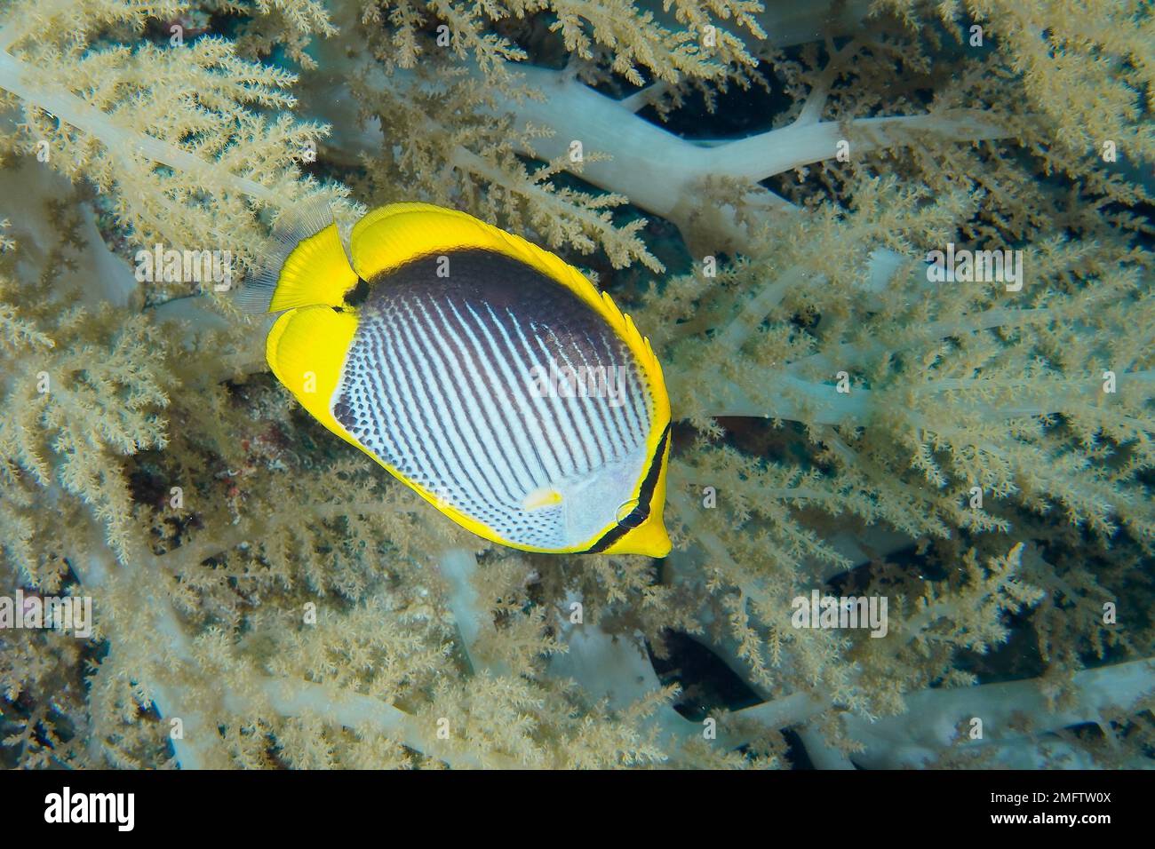 Blackback butterflyfish (Chaetodon melannotus) in broccoli tree (Litophyton arboreum) . Dive site Small Brother, Brother Islands, Egypt, Red Sea Stock Photo