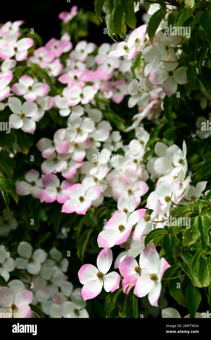 cornus kousa,white,bract,bracts,flowers,flower,flowering,spring,dogwood,dogwoods,ornamental,tree, RM Floral Stock Photo