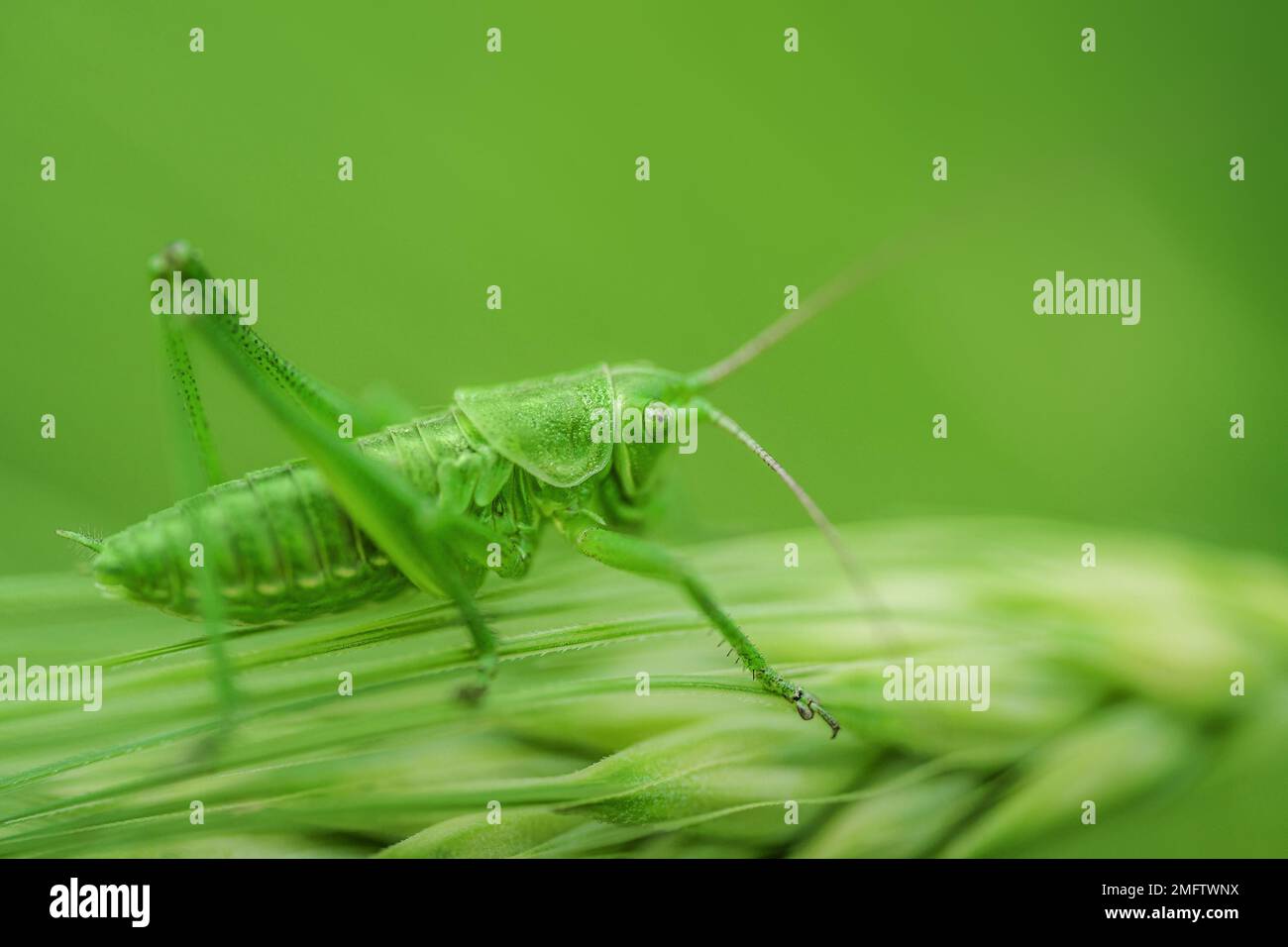 A green grasshopper is sitting on a green leaf. Grasshopper in nature. Stock Photo