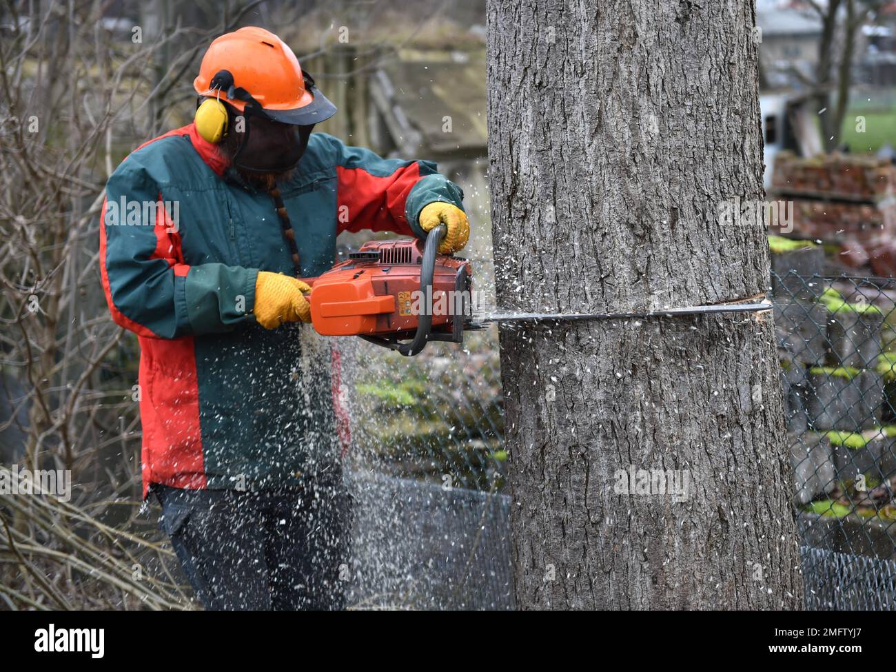 Worker with safety helmet and headphones, noise protection, felling a tree, Germany Stock Photo