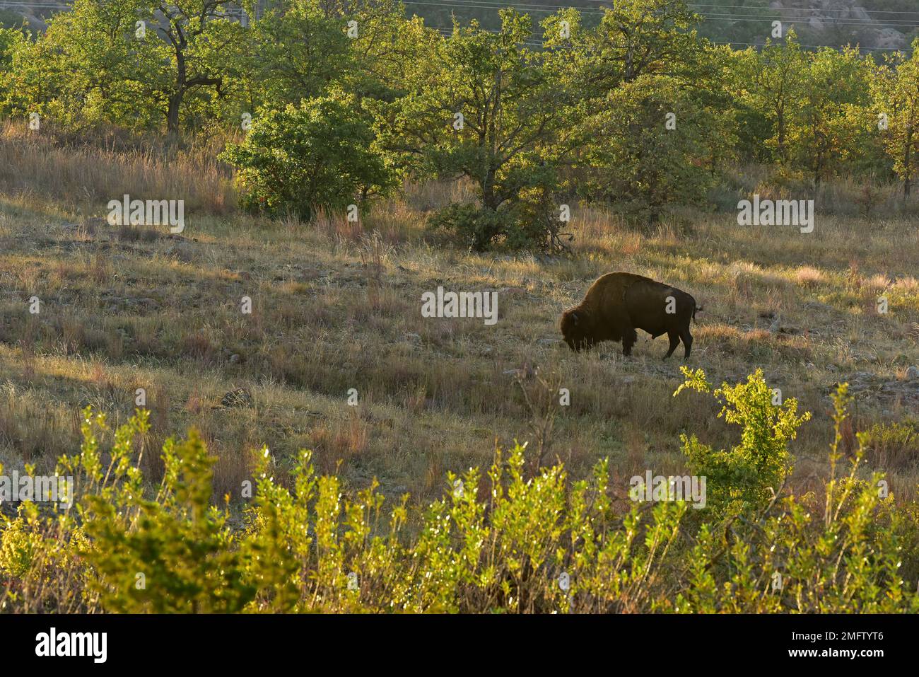 Lone bison (buffalo) grazing, Wichita Mountains Wildlife Refuge, Oklahoma Stock Photo