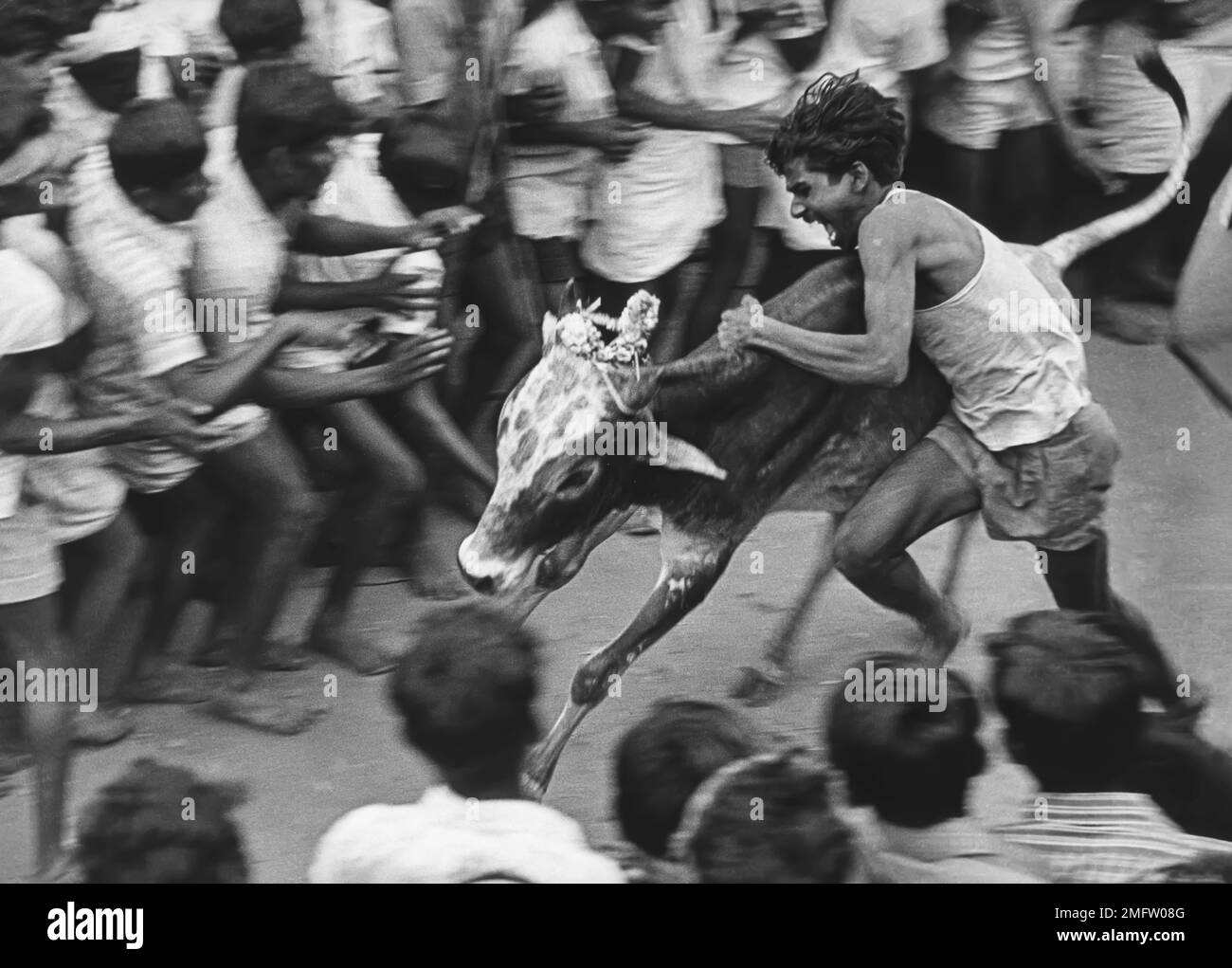 black and white photo, A boy trying to taming a small bull in Jallikattu, Tamil Nadu, India, Asia Stock Photo