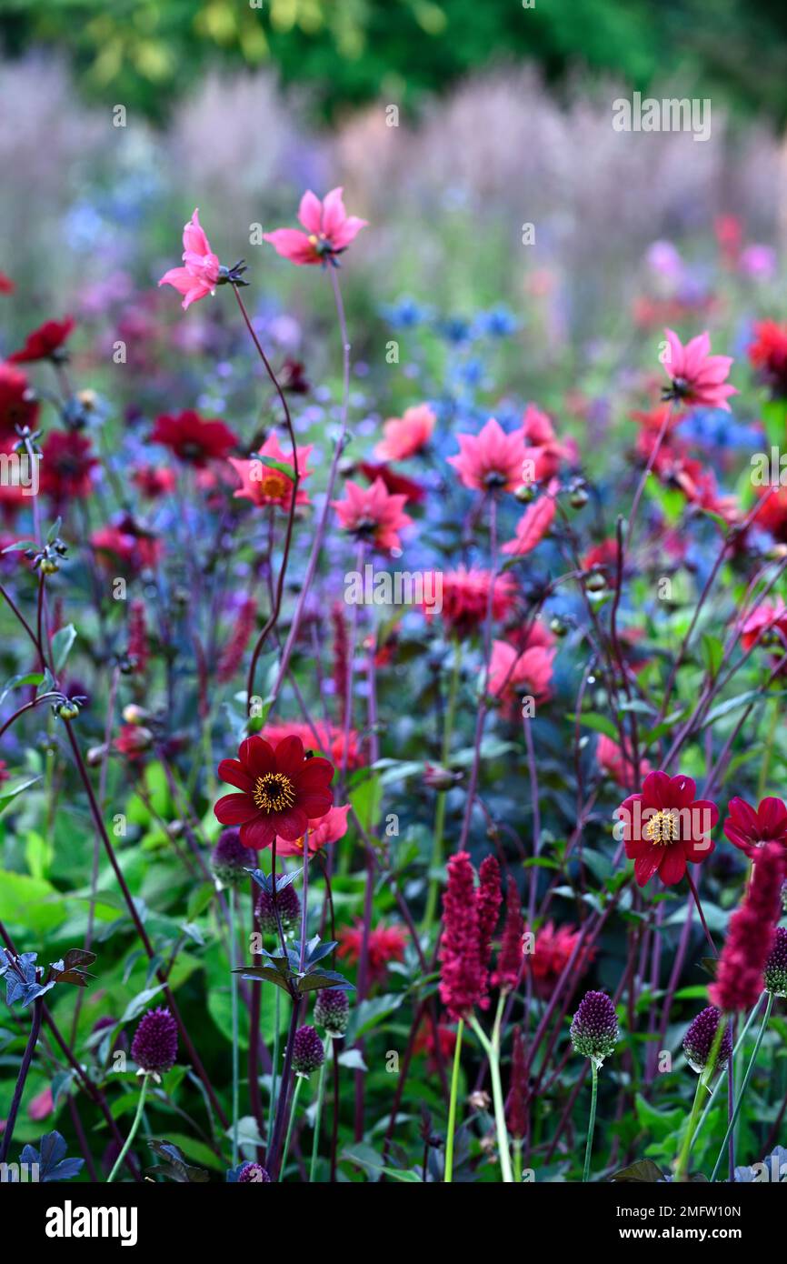 Dahlia Bishop of Auckland,dahlias,wine red burgundy flowers,flower,flowering,semi-double flowers,garden,gardens,Eryngium x zabelii ‘Big Blue’ in backg Stock Photo
