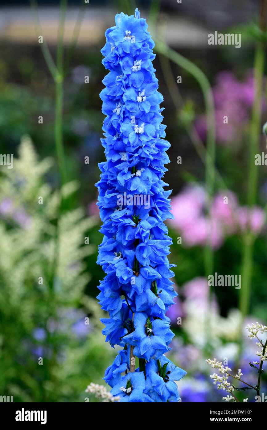 Delphinium Blue Bird,blue flowers,blue flower spike,blue flower spires,blue planting,flowering,contrast,contrasting colours,complimentary colours,,mix Stock Photo