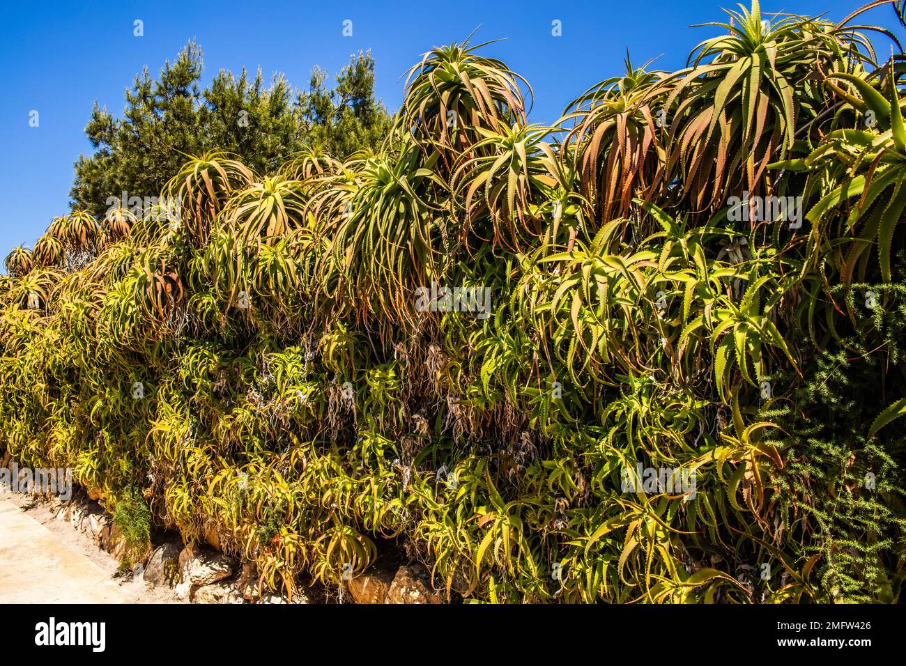 Moiza Rind Fertile Phoenician island of Mozia, outpost for merchants and seafarers ...
