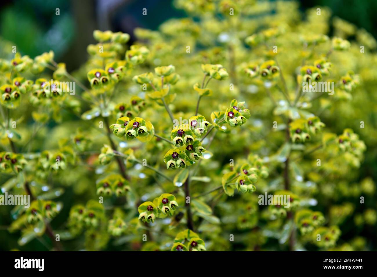 euphorbia x martinii ascot rainbow,euphorbias,spurge,spurges,upright flower bracts,lime-green with a red eye,lime green and red flower bracts,RM Flora Stock Photo