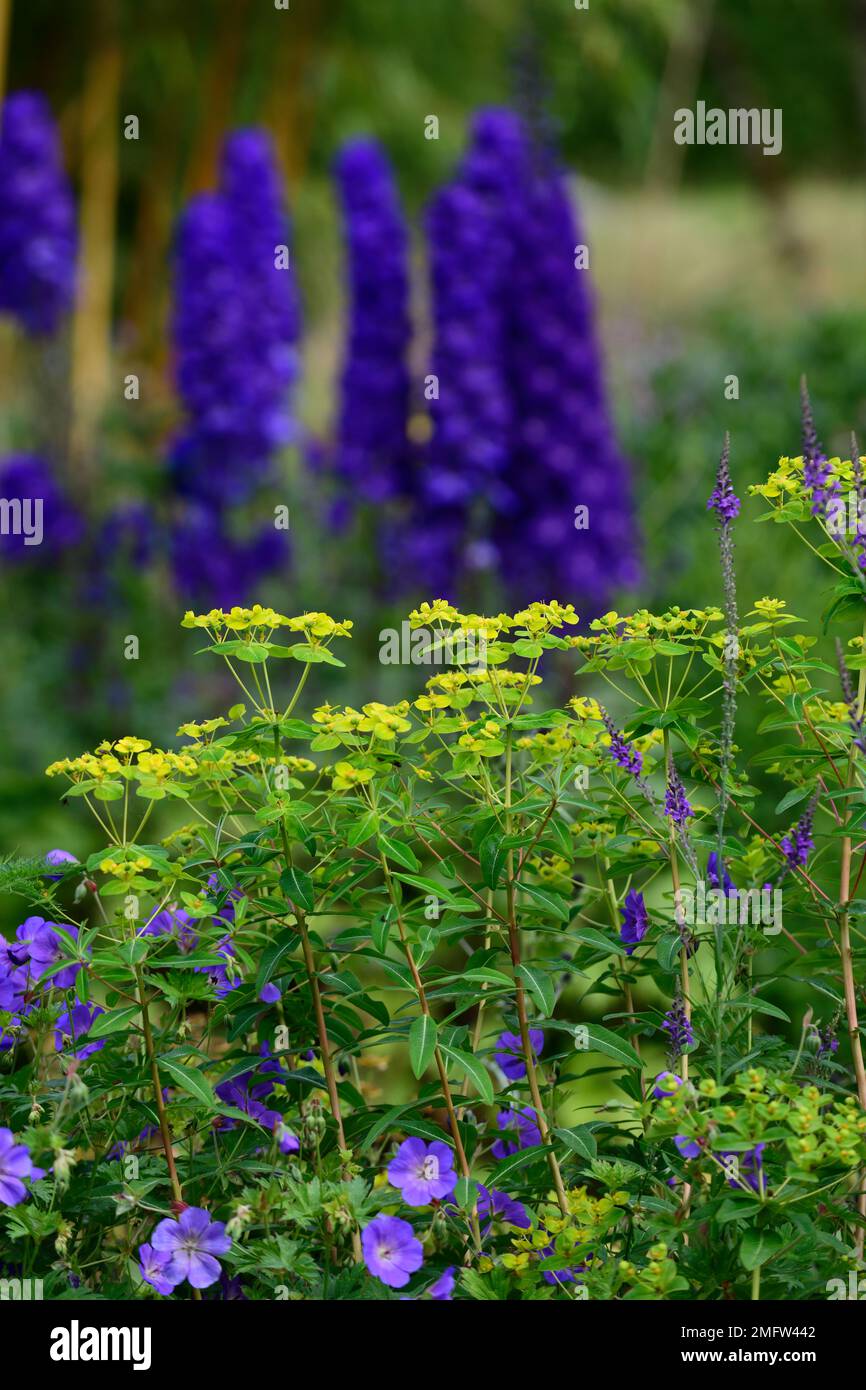 Euphorbia longifolia Amjilassa,delphinium,lime green and blue flowers