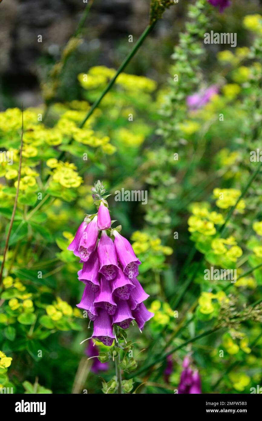 Foxglove and spurge hi-res stock photography and images - Alamy