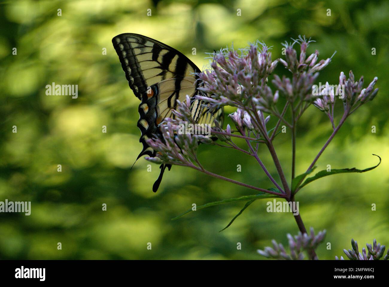 Yellowtail butterfly on Blue Sage flowers Stock Photo