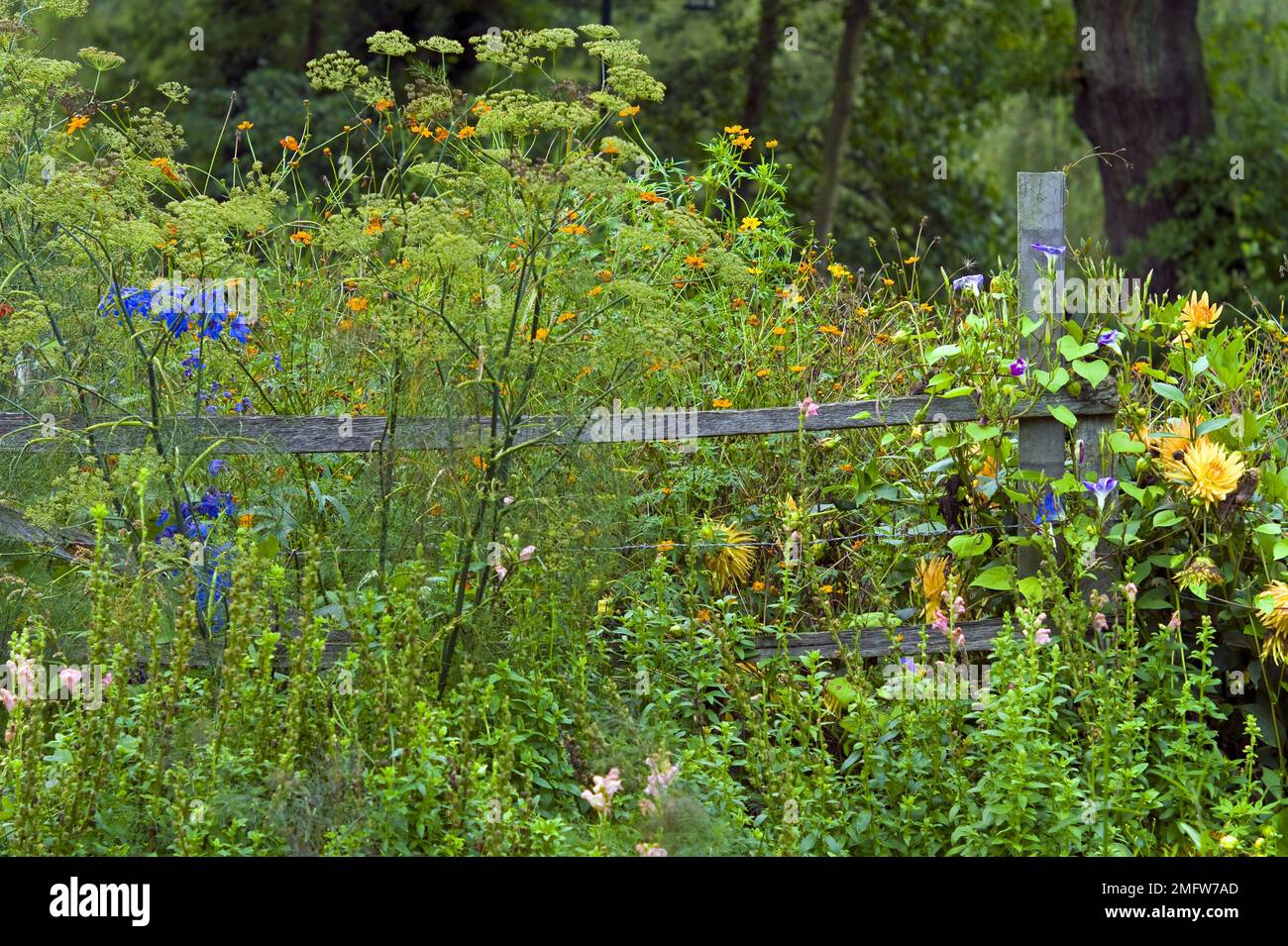 Wood fence flowers hi-res stock photography and images - Alamy