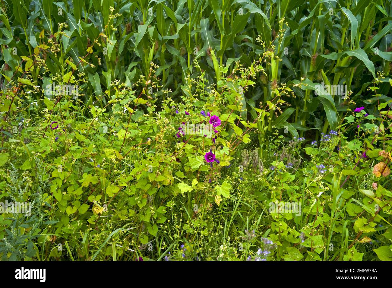 Edge planting of grass hi-res stock photography and images - Alamy