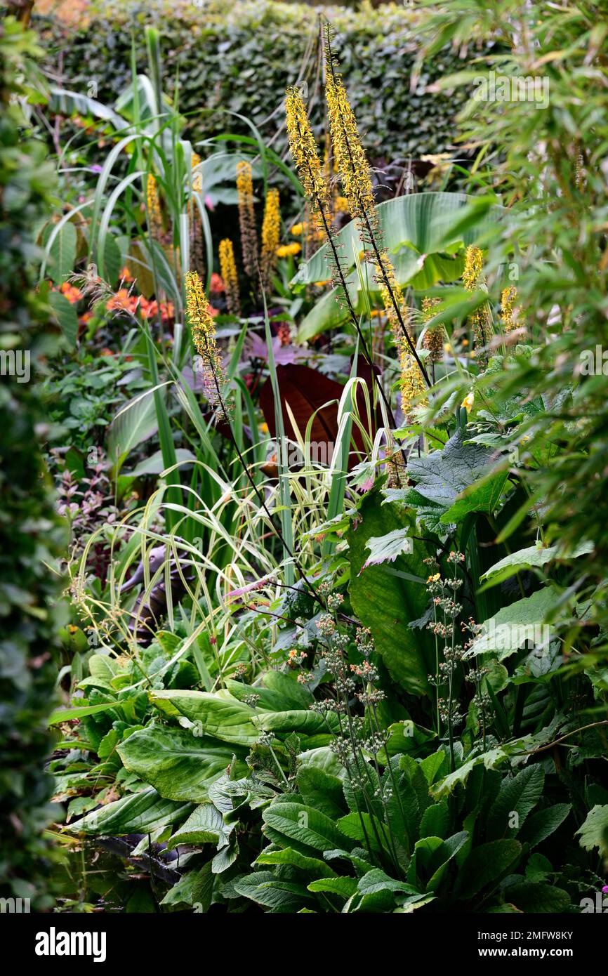 ligularia stenocephala The Rocket,yellow spires,yellow flower spikes,yellow flowers,perennials,garden,gardens,mixed bed,mixed border,dense planting sc Stock Photo