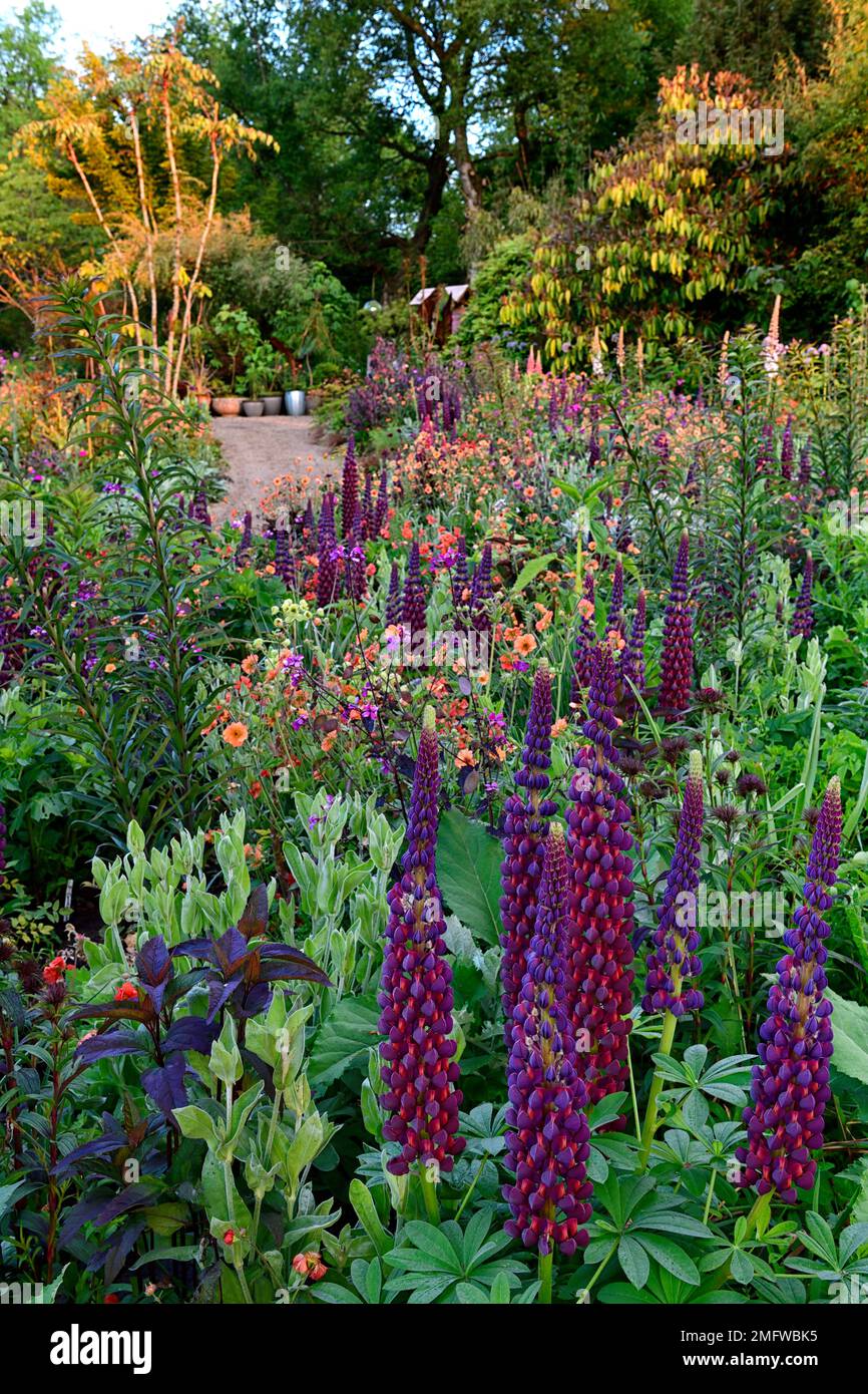 lupin masterpiece,early summer,mixed planting scheme,perennial