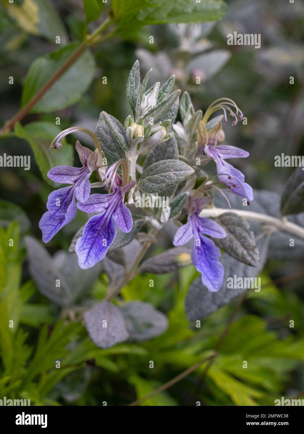 Closeup view of purple blue flowers and silver foliage of teucrium fruticans shrub aka tree germander or shrubby germander outdoors in garden Stock Photo