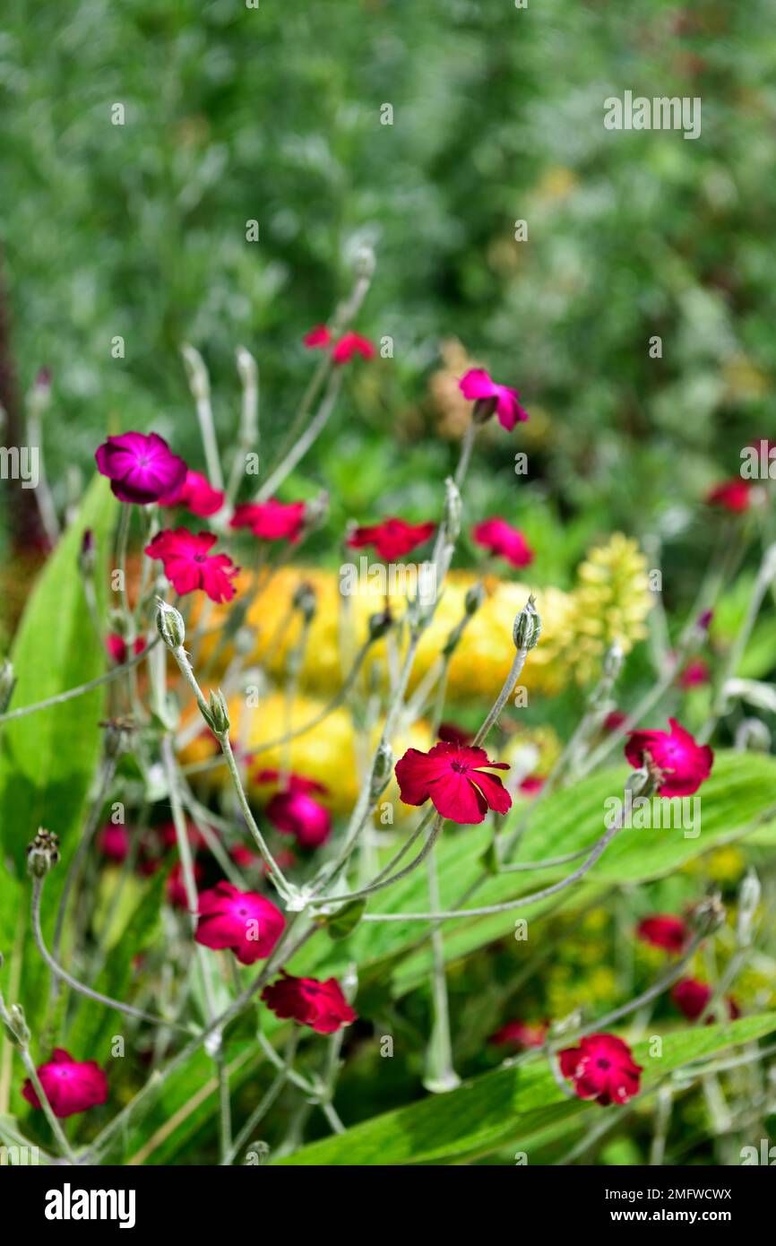 Lychnis Coronaria Atrosanguinea,rose campion,red flower,flowers,flowering,silver stems,silver leaves,silver foliage,RM Floral Stock Photo
