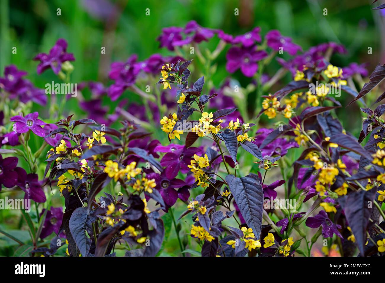 Lysimachia ciliata Firecracker,Nicotiana Perfume Deep Purple,yellow and purple flowers,yellow and purple flower,dark leaves,dark foliage,contrast,cont Stock Photo