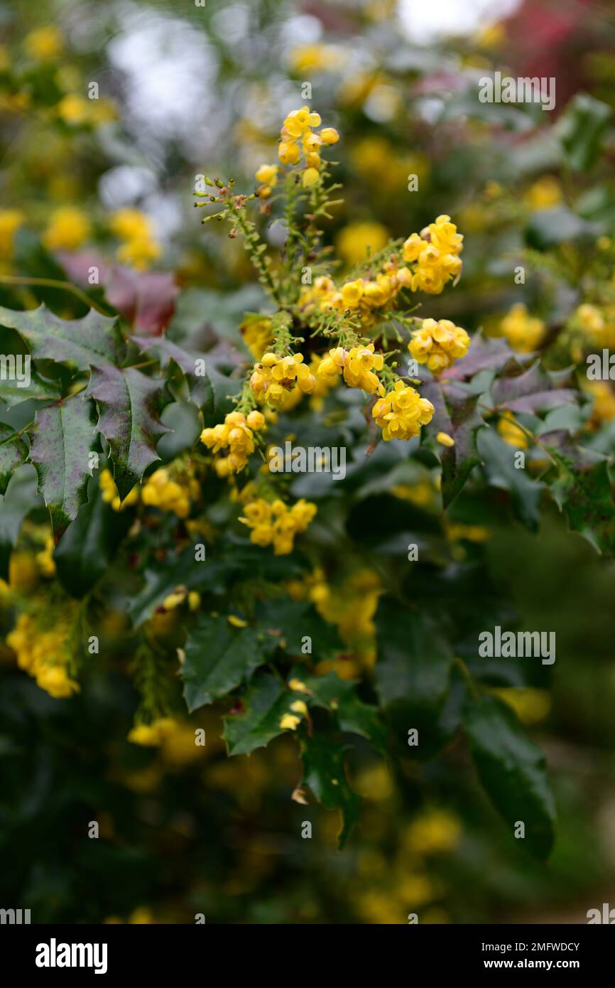 mahonia x wagneri,yellow flowers,mahonia flowers,flowering mahonia,evergreen shrub,evergreen mahonia flowering,spring in the garden,RM Floral Stock Photo