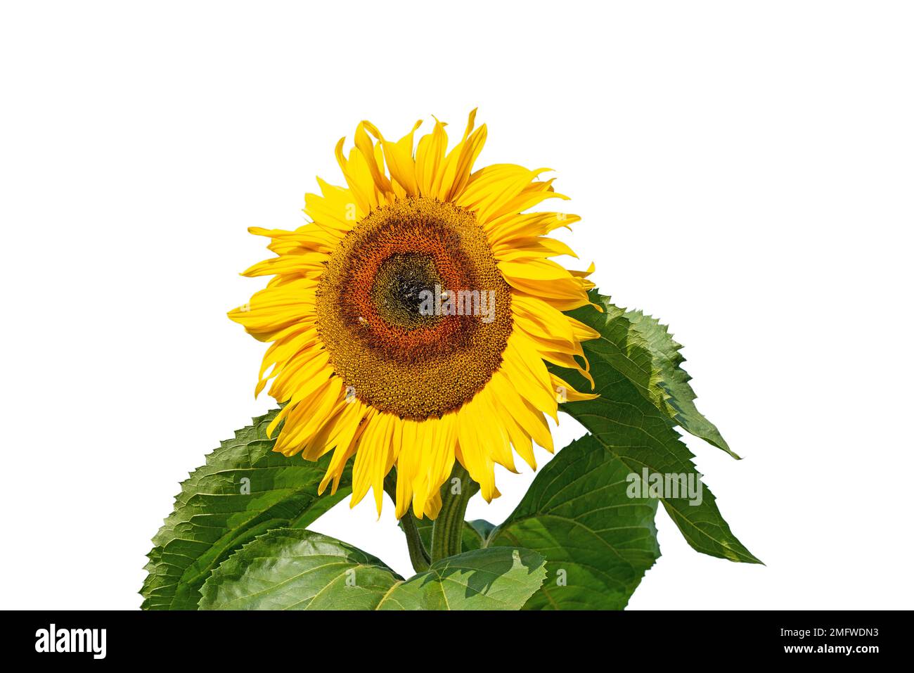 Sunflower isolated against white background Stock Photo - Alamy