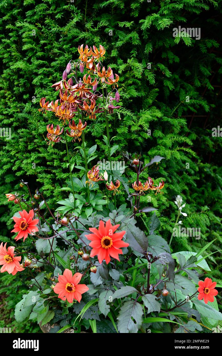 Lilium Martagon Early Bird, Lilium Martagon Arabian Night,red dahlia,red dark leaved dahlia,martagons and dahlias,martagon lily and dahlia,lily, lilli Stock Photo
