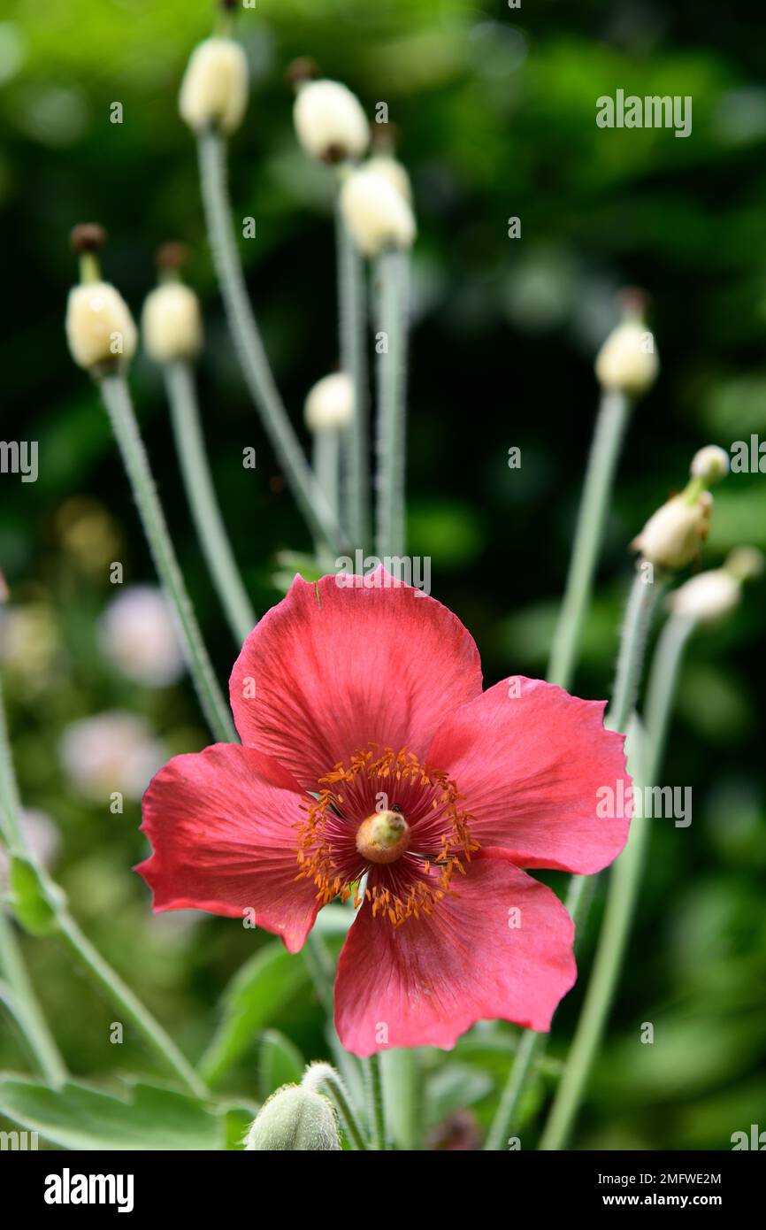 Meconopsis napaulensis,Nepal poppy,satin poppy,coral orange flowers,flower,flowering,poppies,RM Floral Stock Photo