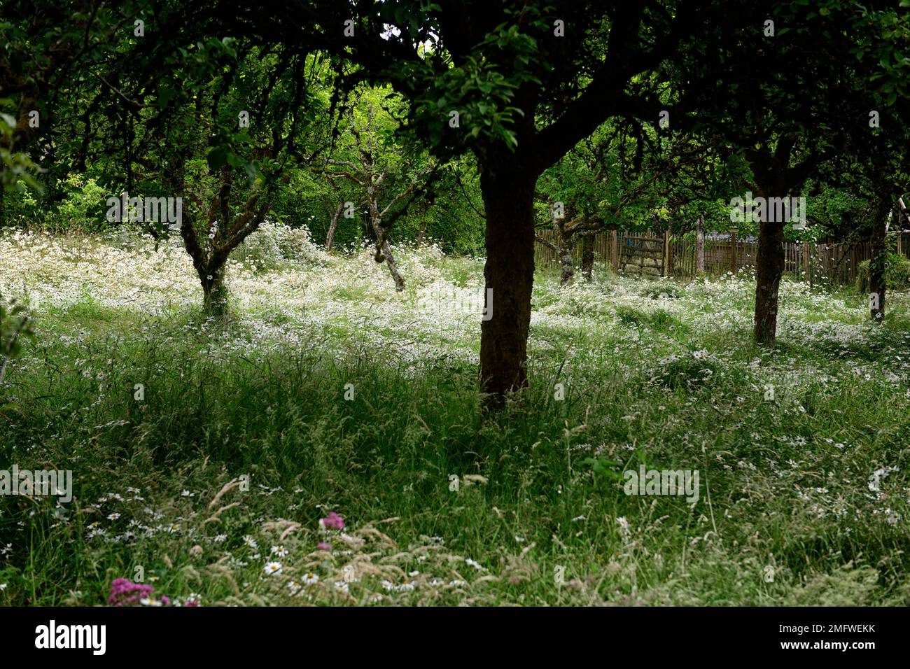orchard floor covered with wildflowers,orchard floor carpeted with daisies,orchard underplanted,underplanting,white flowes under fruit trees,apples,RM Stock Photo