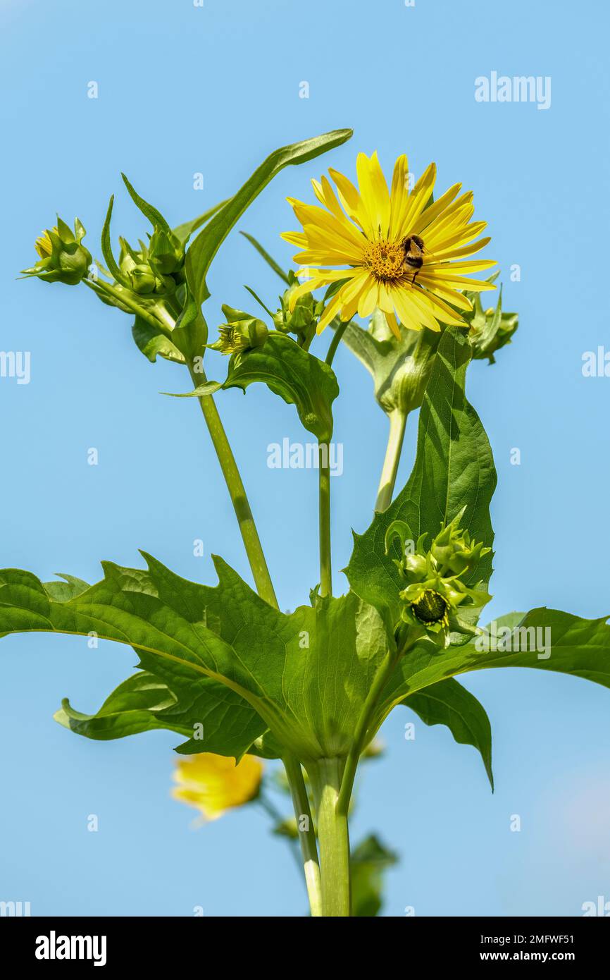 Silphium perfoliatum, cup plant, cup rosin weed, Indian cup, perennial, bright yellow daisies, Buff-tailed bumblebee (Bombus terrestris) Stock Photo
