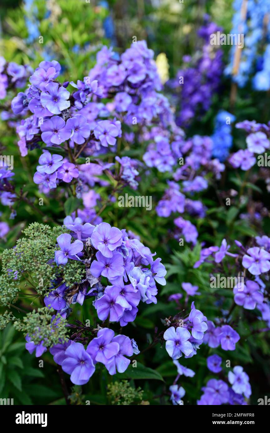 Phlox paniculata Blue Paradise,blue purple and white flowers,flowering,mixed bed,mixed border,mixed planting scheme,RM Floral Stock Photo