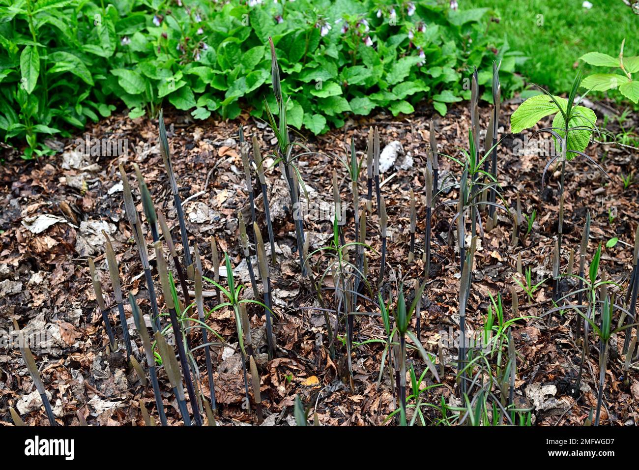 polygonatum verticillatum,new growth,spring,leaves,foliage,fresh,wood,woodland garden,gardens,shade,shady,shaded,RM Floral Stock Photo