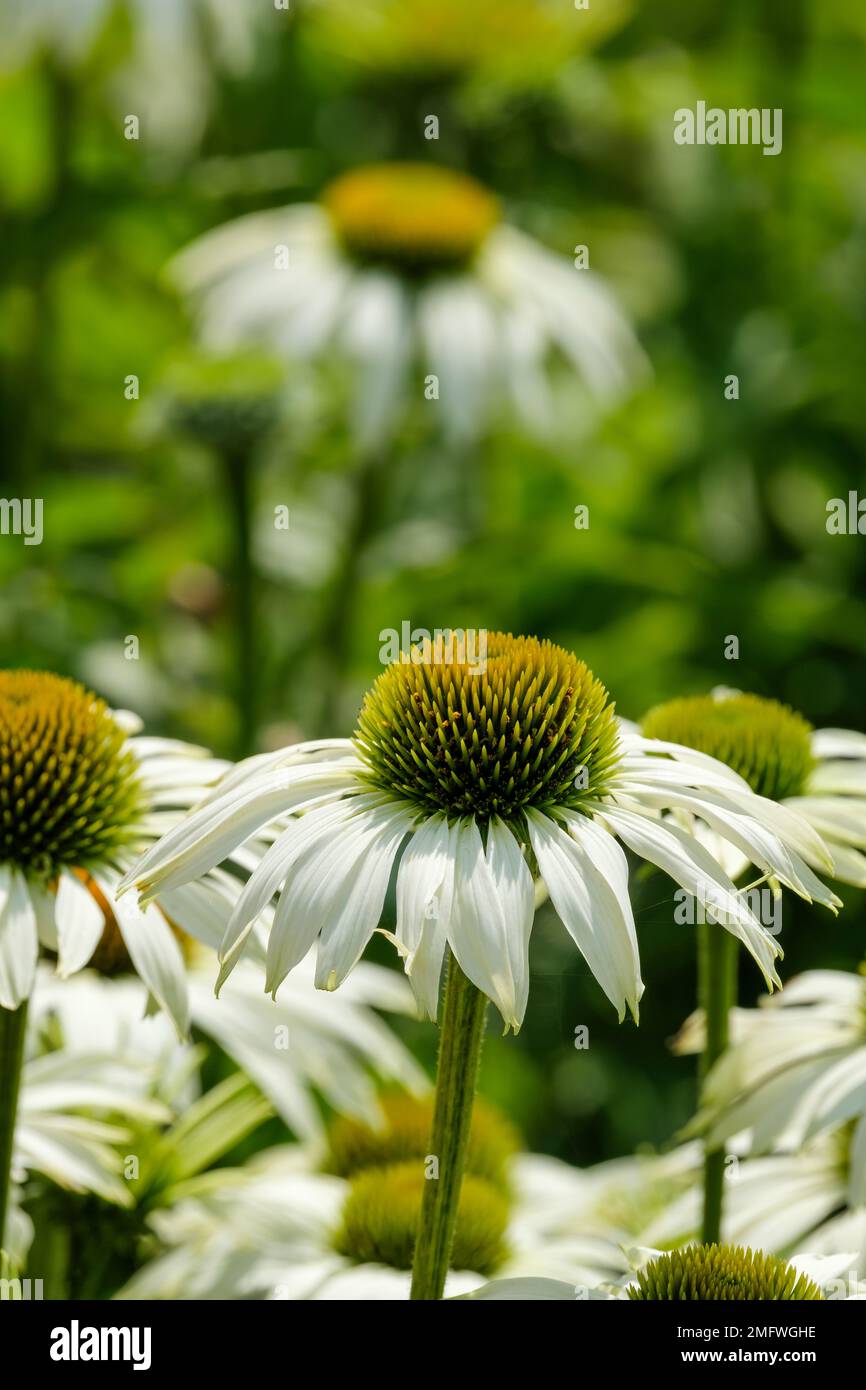 Echinacea purpurea White Swan, Coneflower White Swan, perennial, white
