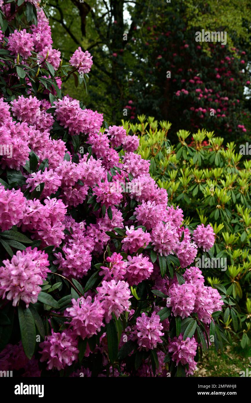 Pink rhododendron flowers,large flowering rhododendron,pink,flowers,flower,flowering,spring,tree,trees,shrub,shrubs,RM Floral Stock Photo
