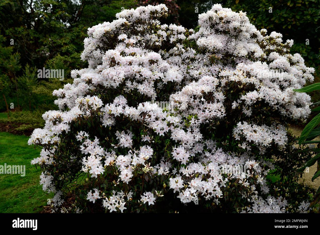 Witte Rhodondendron Rhododendron pleistanthum hi-res stock photography and images - Alamy