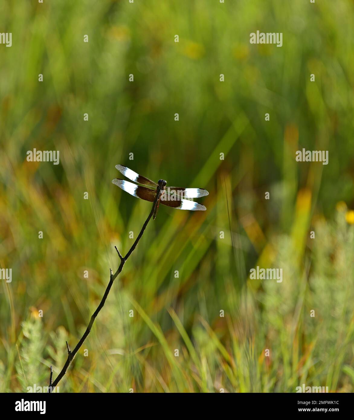 Widow skimmer dragonfly male, Libellula luctuosa, Wichita Mountains ...