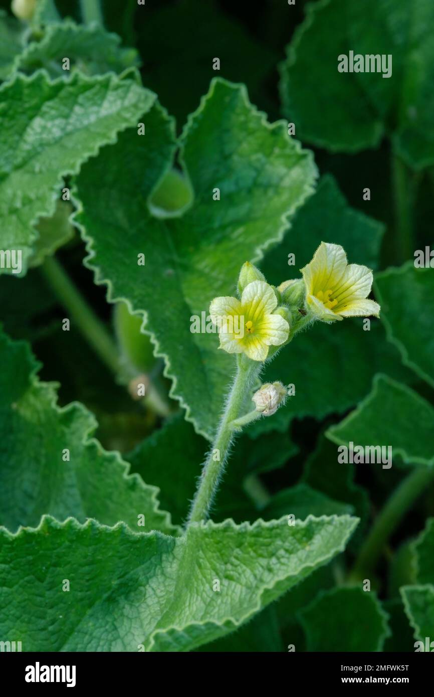 Ecballium elaterium, squirting cucumber, trailing perennial with pale yellow flowers fruit squirt seeds over large distances when ripe Stock Photo