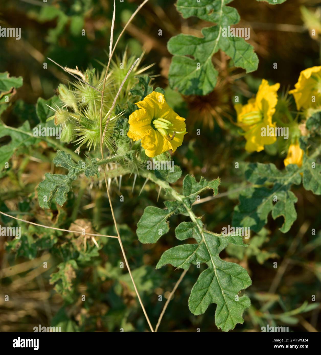 Buffalo bur hi-res stock photography and images - Alamy