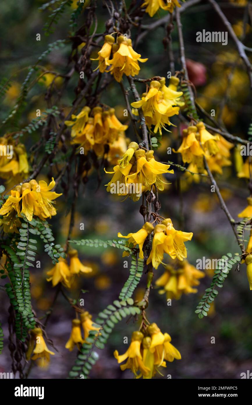 sophora cassioides,yellow flowers,yellow flower,legume tree,leguminous tree,flowering,RM Floral Stock Photo