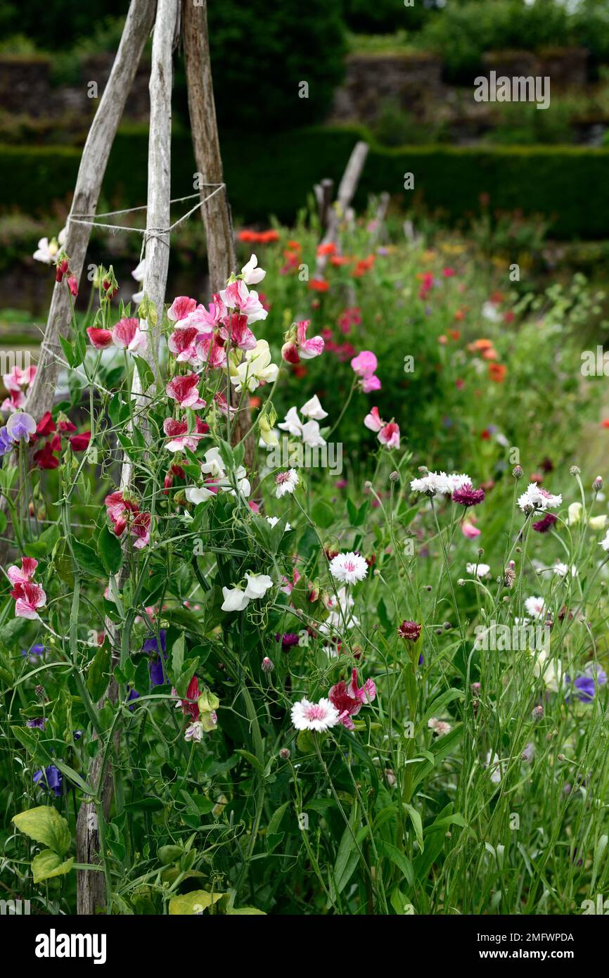 lathyrus, sweet peas,sweet pea, tripod, cane, canes, wigwam,bamboo, support, grow, growing up