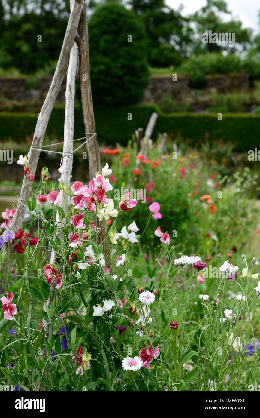 Bamboo canes wigwam hires stock photography and images Alamy