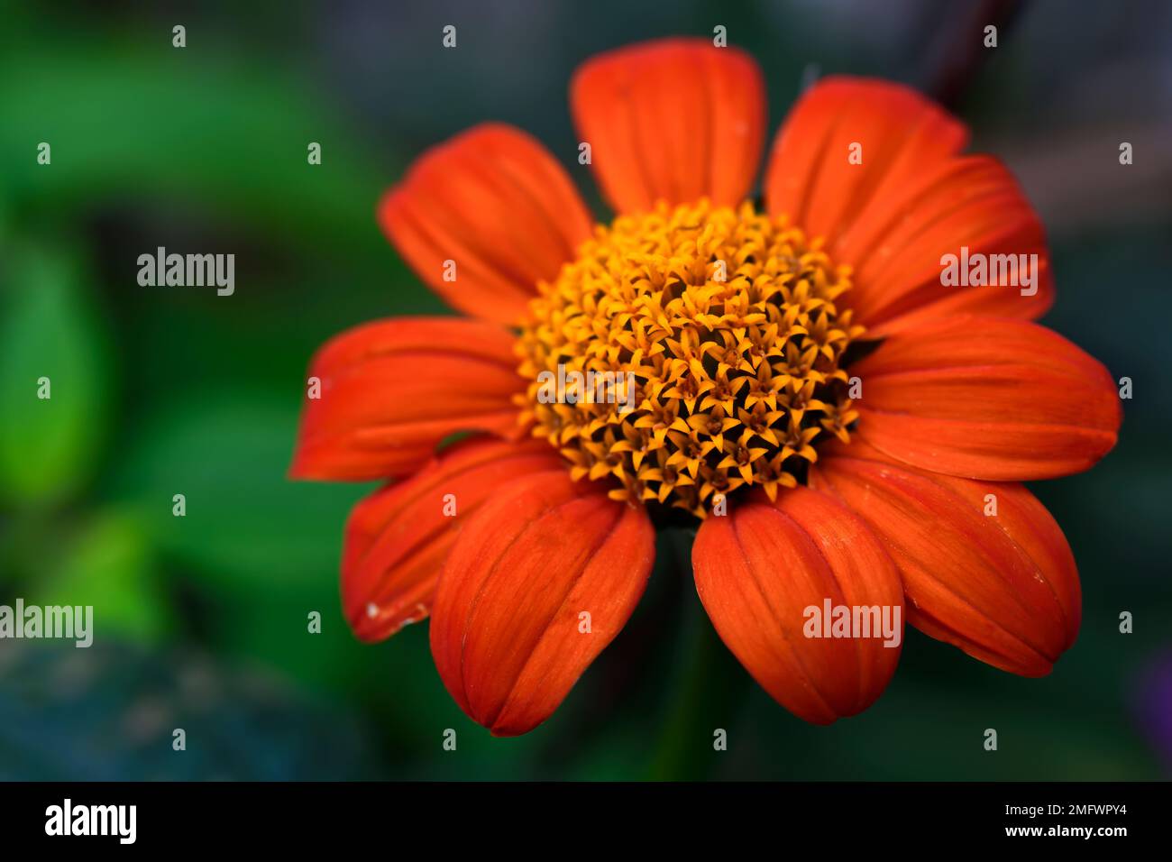 Tithonia rotundifolia Torch,mexican sunflower,Half-Hardy Annual,orange,flower,flowers,flowering,tropical,exotic,RM Floral Stock Photo