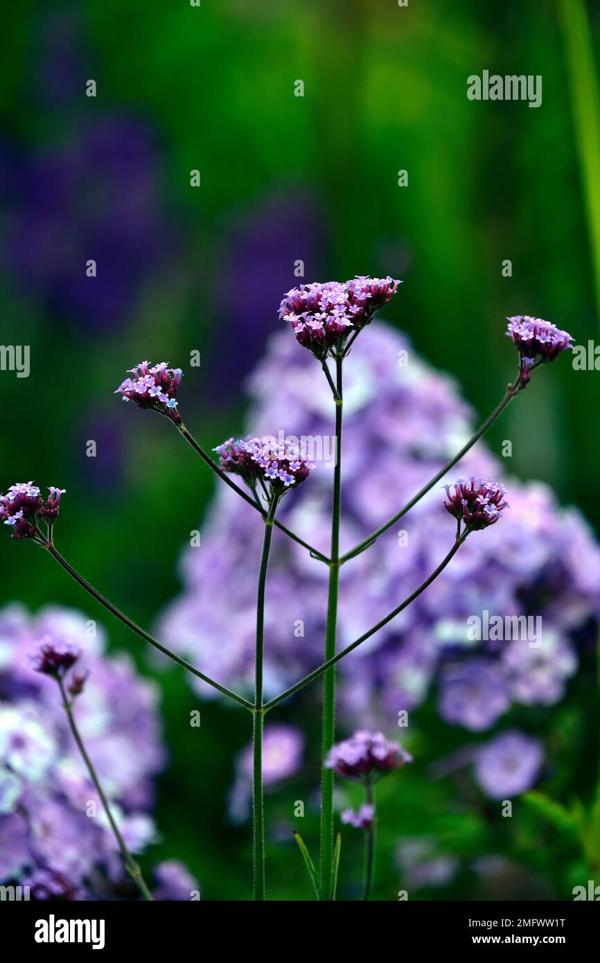 verbena bonariensis,Phlox paniculata Blue Paradise,purple lilac flowers,flowering,mixed bed,mixed border,mixed planting scheme,RM Floral Stock Photo