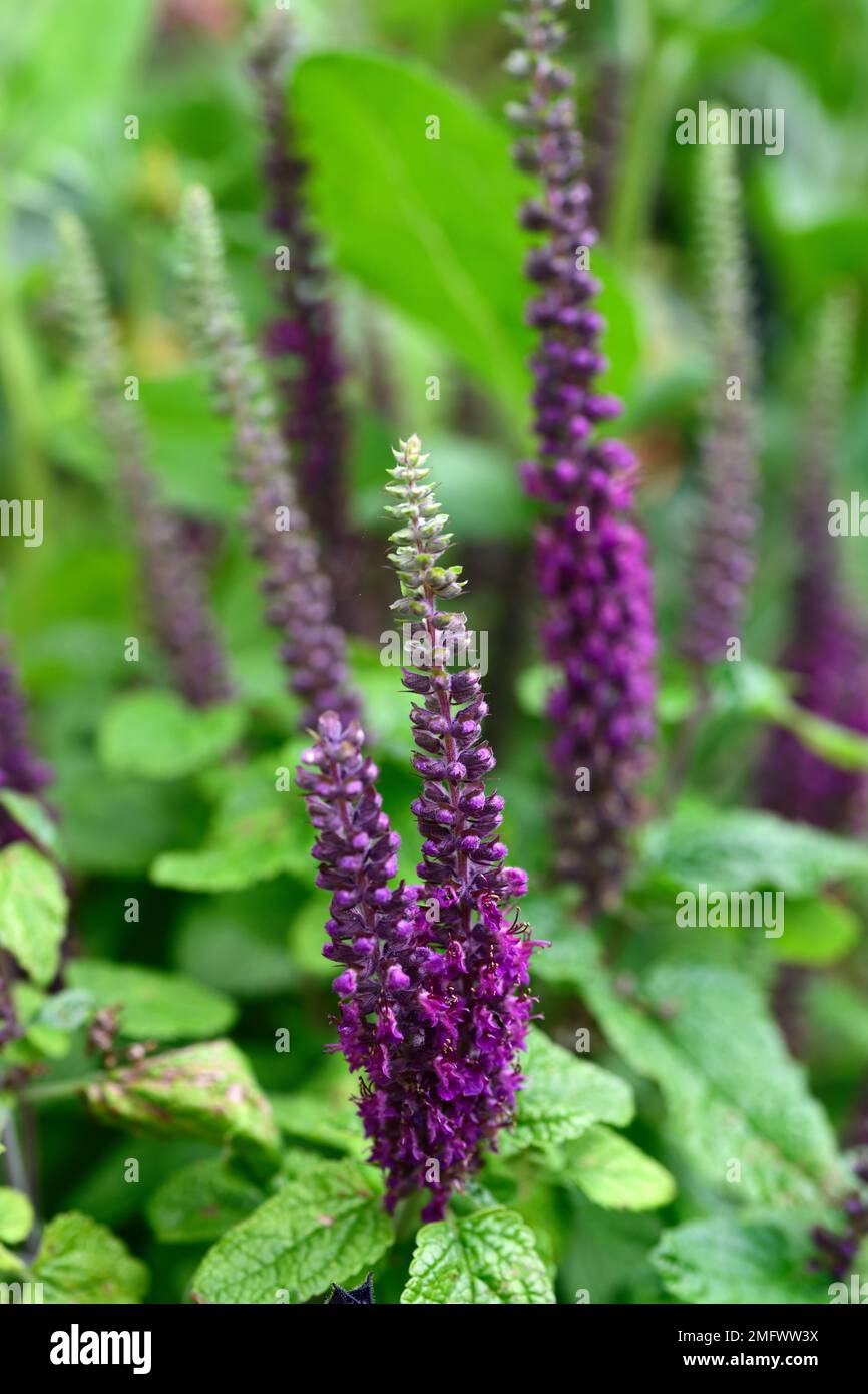 veronica spicata,Spike Speedwell,purple flower spikes,purple flowers,purple planting,flower,flowers,spike,spikes,,herbaceous,RM Floral Stock Photo