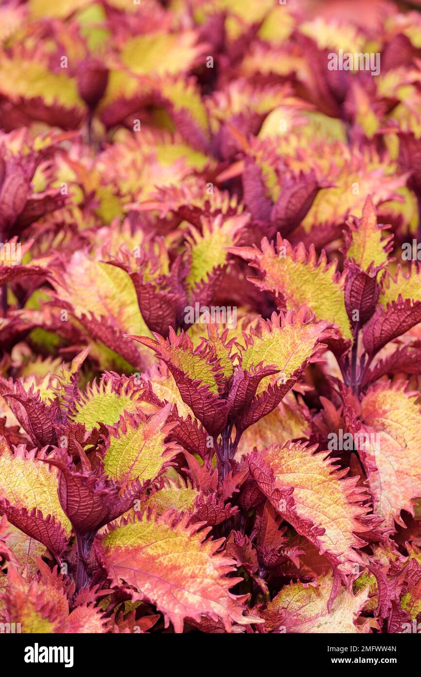 Solenostemon scutellarioides Henna, Coleus scutellarioides Balcenna, Solenostemon scutellarioides Balcenna, Solenostemon scutellarioides Henna, coleus Stock Photo