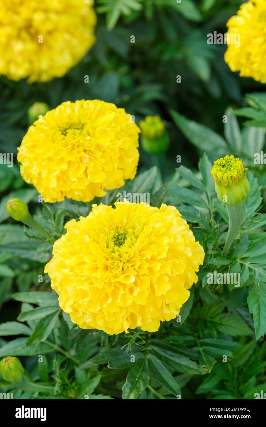 Tagetes erecta Marvel Yellow, African marigold Marvel Yellow,  annual, with grey-green foliage and yellow flowers Stock Photo