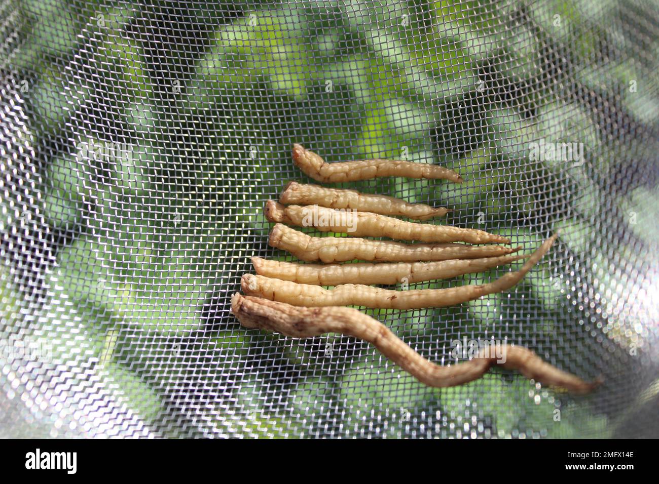 harvested crummock in the herbgarden Stock Photo