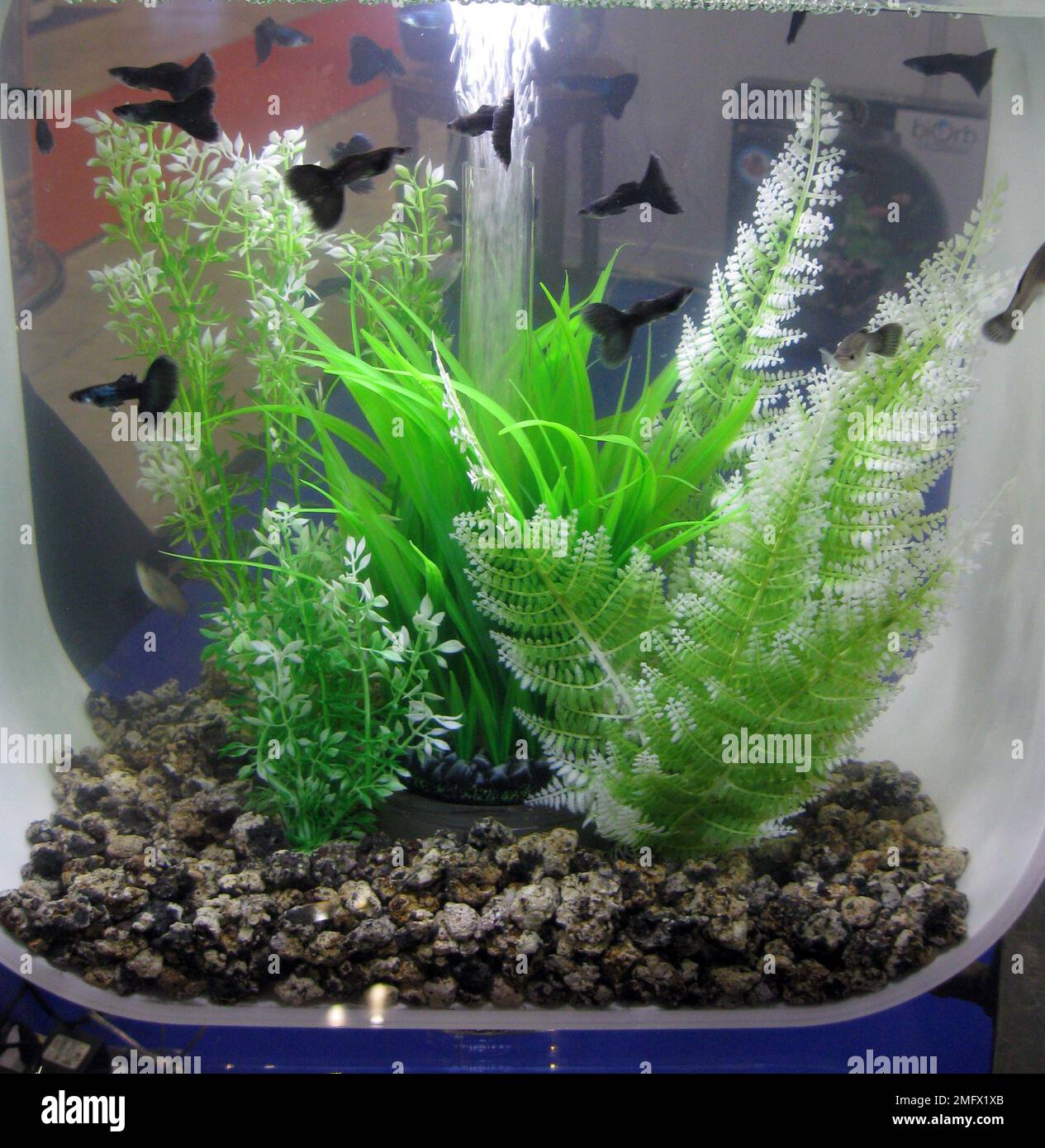 Acrylic aquarium tank with guppies (Poecilia reticulata) and artificial aquatic plants Stock Photo